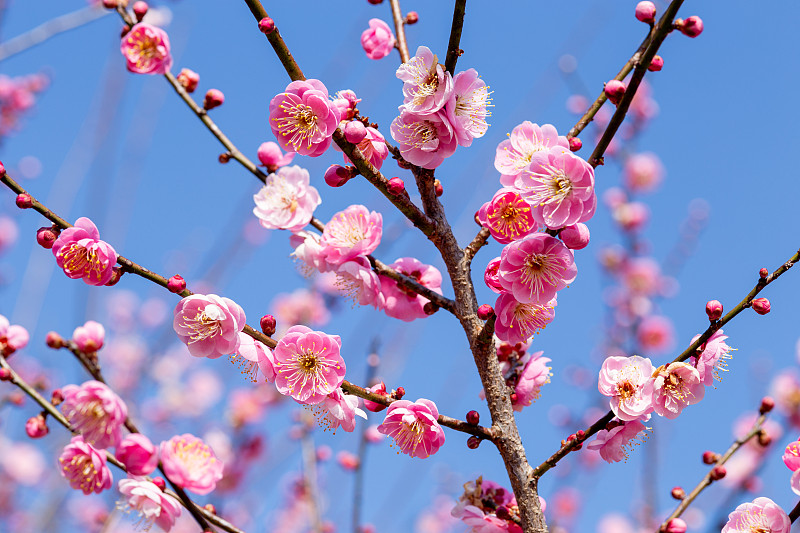 早春森林里盛开的粉红色梅花特写。