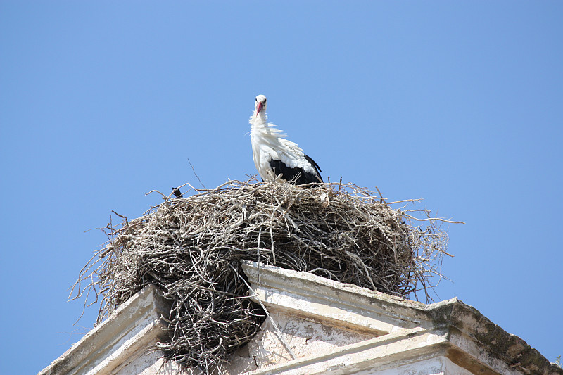 在葡萄牙屋顶上筑巢的鹳鸟