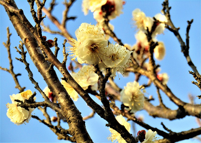 日本。二月的最后一天。夕阳与盛开的梅花嬉戏。