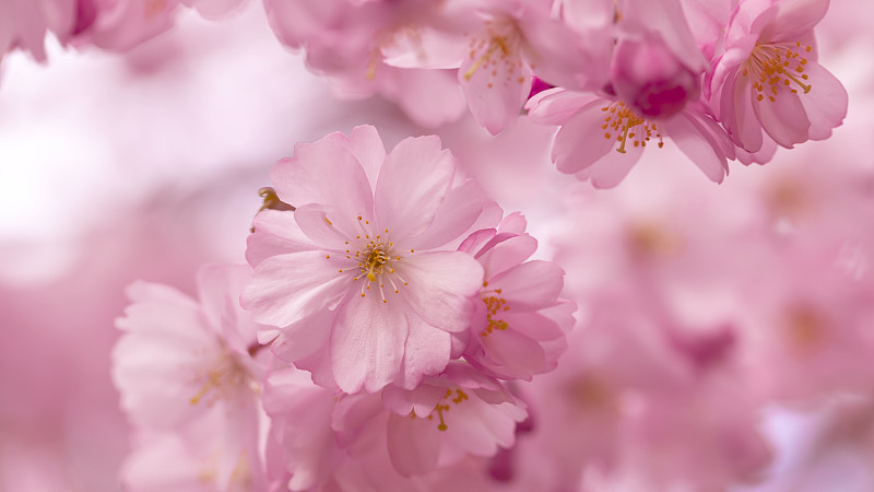 粉红色的樱花在春天。