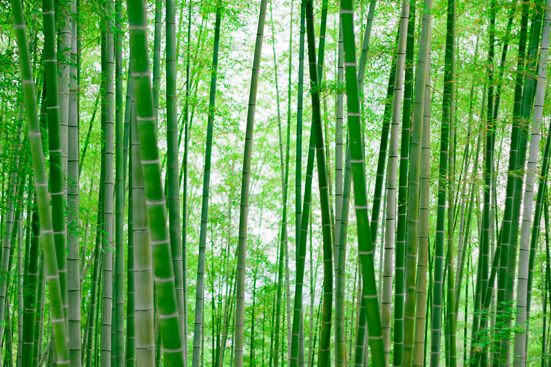 竹林幽静，绿油油