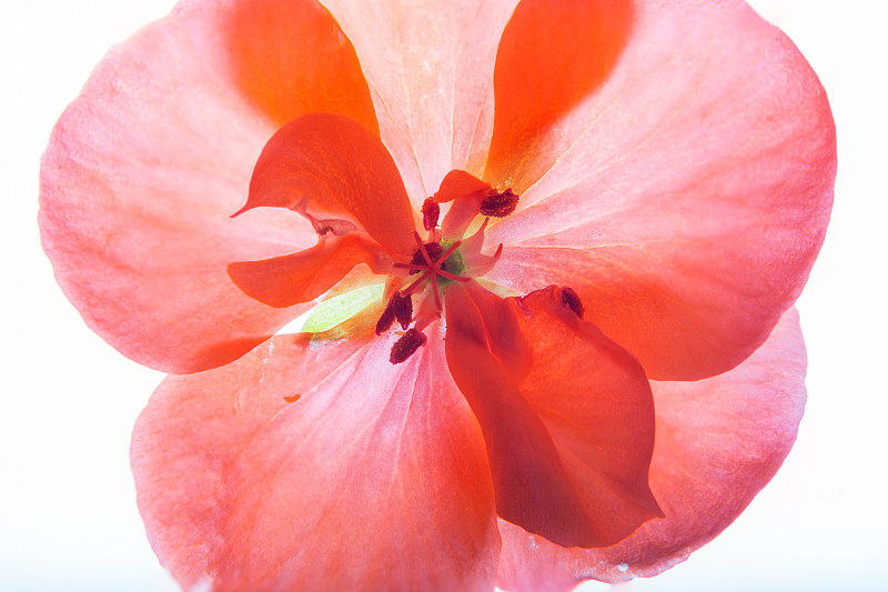 粉红色花的细节显示生殖器官