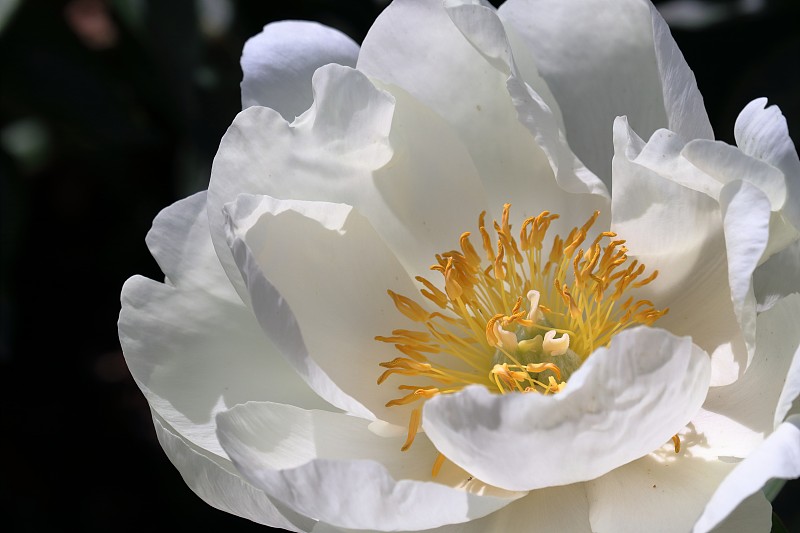 白牡丹(高知县高知市)