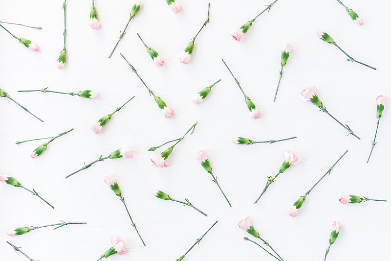 图案由康乃馨花在白色的背景