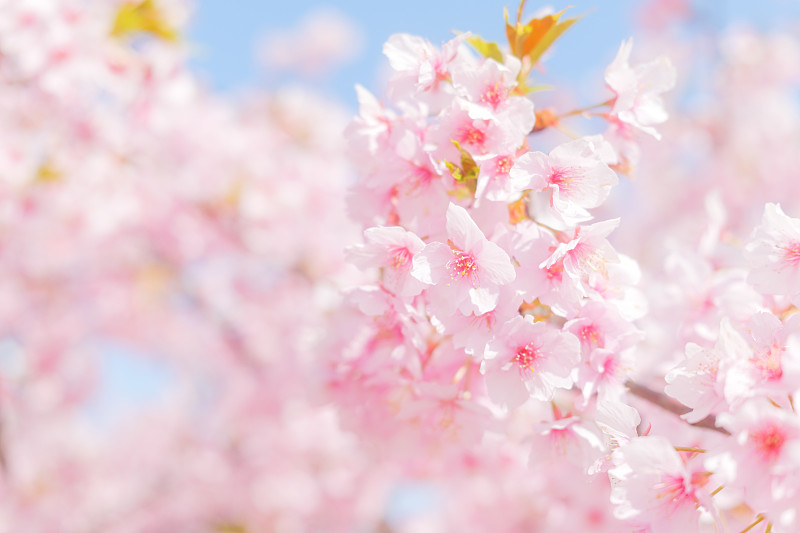 樱花盛开，拍摄于日本的春天。