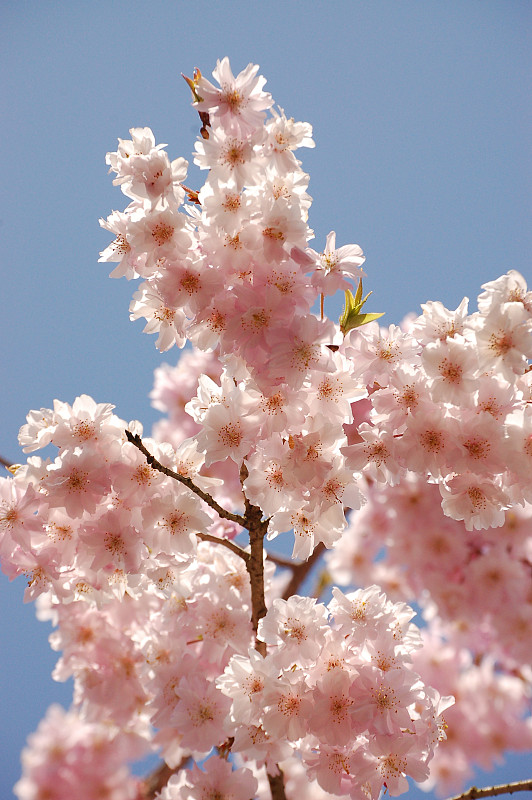 京都的樱花正在盛开