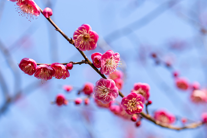 早春森林里盛开的粉红色梅花特写。