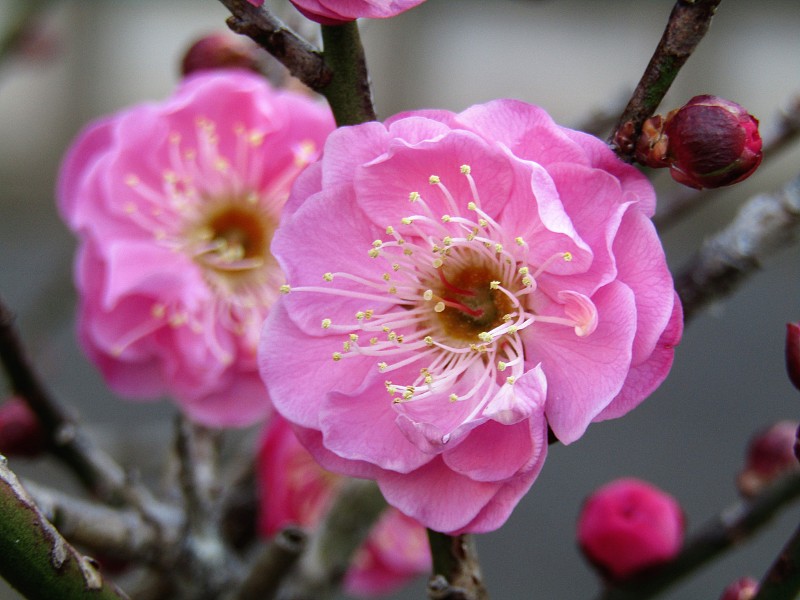 日本。2月。两个李子花。永远在一起。