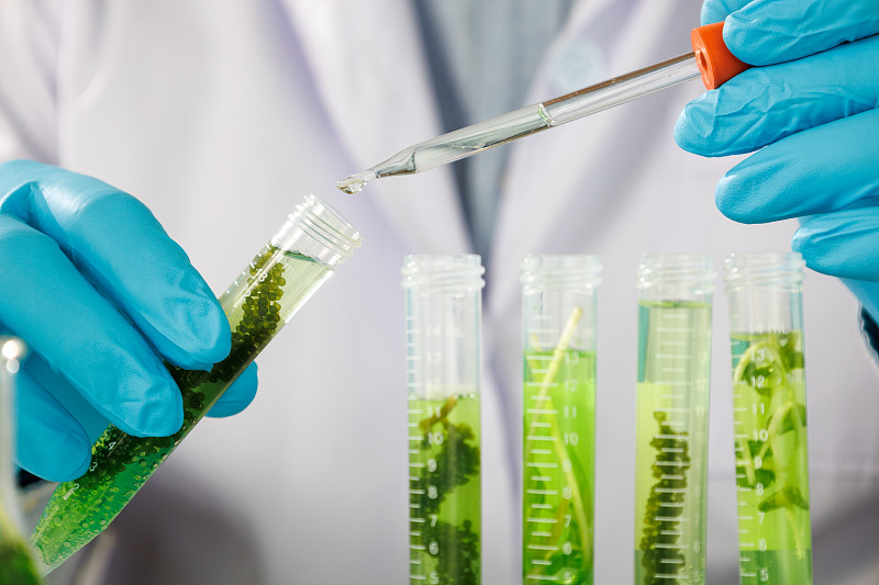 藻类燃料、生物燃料、可持续生化实验室的光生物反应器