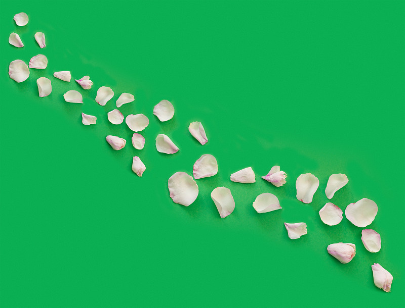 娇嫩的粉红色玫瑰花瓣在绿色的纸背景上。