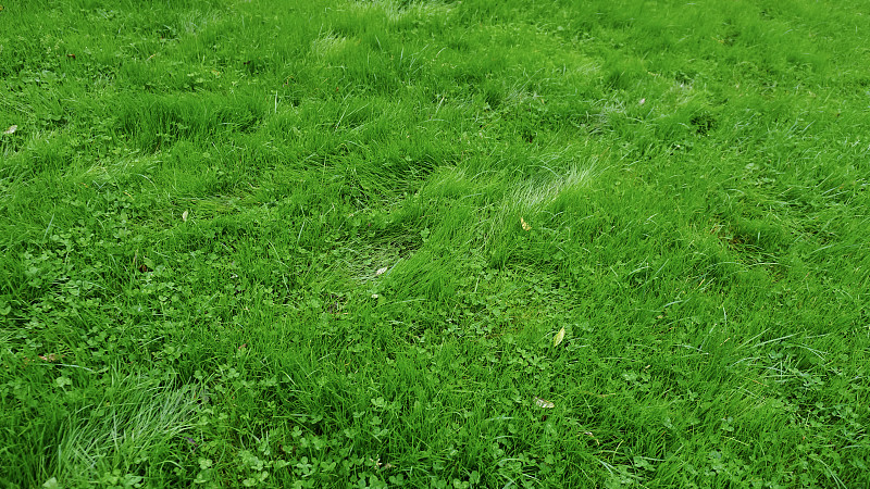 绿草自然的背景纹理