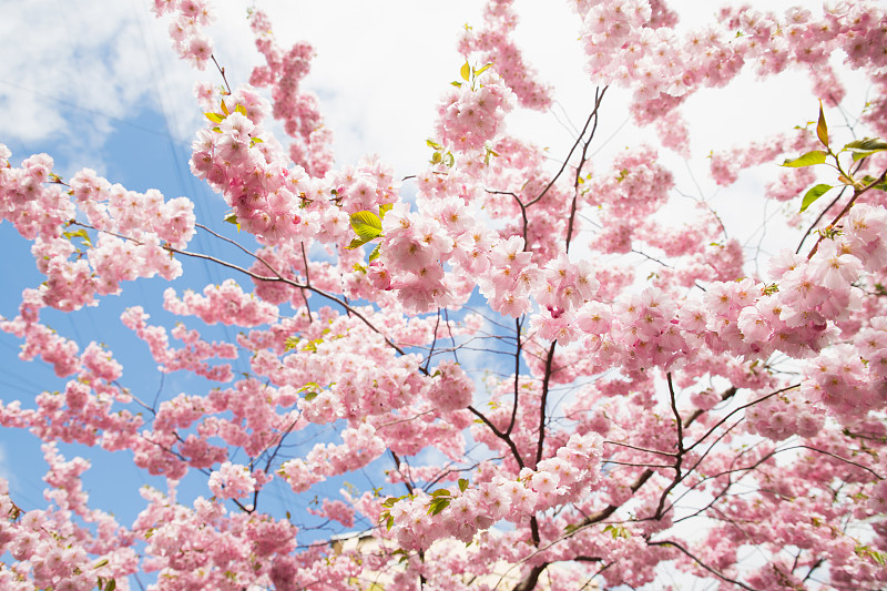 粉红色的樱花在明亮的阳光下绽放。美丽的淡红色花朵很多，背景纹理饱满，春意盎然。有选择性的重点
