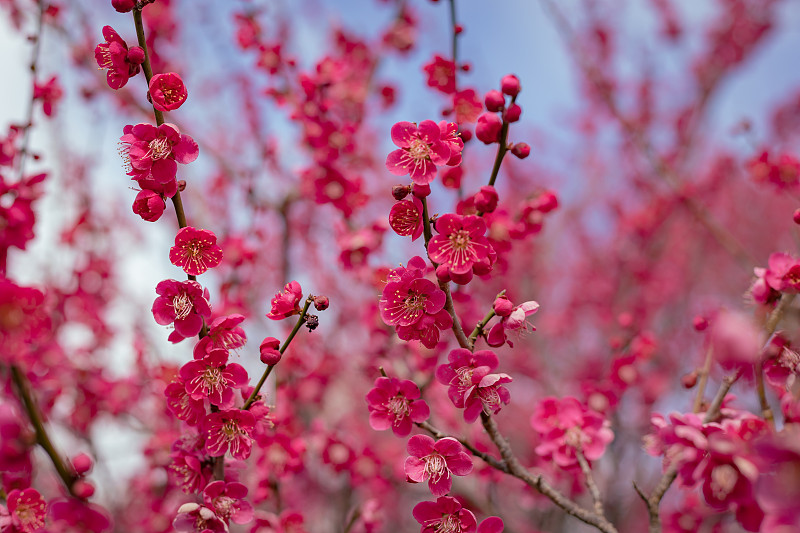 早春的阳光下，深粉色的梅花盛开。特写微距照片。专注于花
