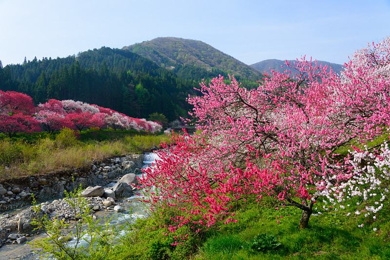 日本长野，池山温泉，桃花盛开