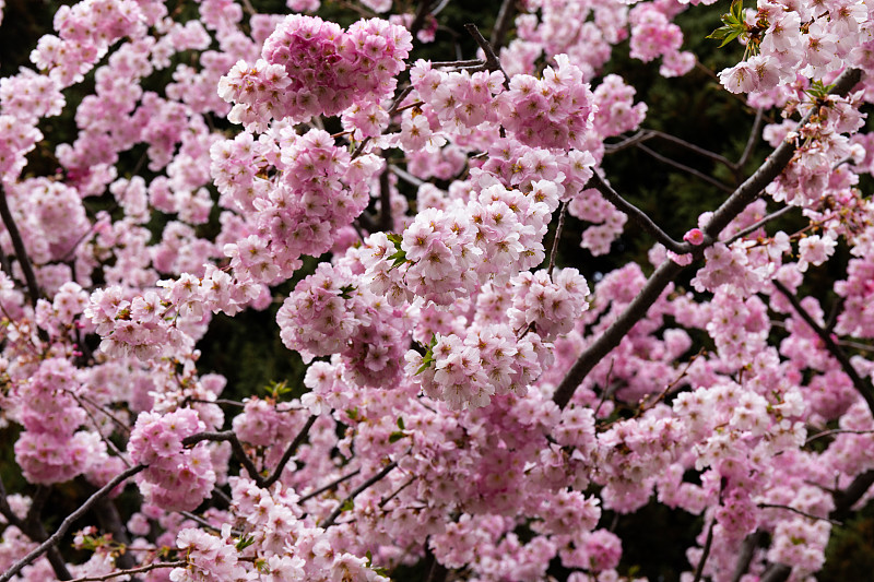 樱花，粉红色的樱花在春天的季节在公园里盛开。