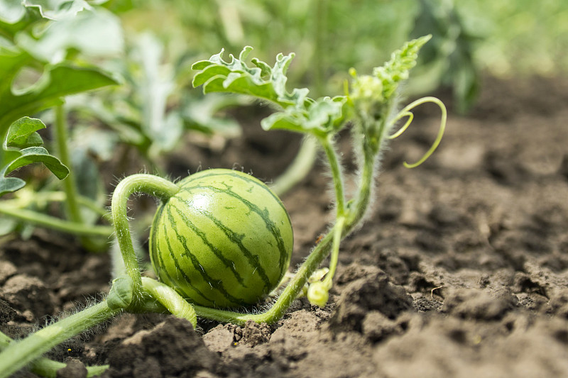 西瓜在地里生长