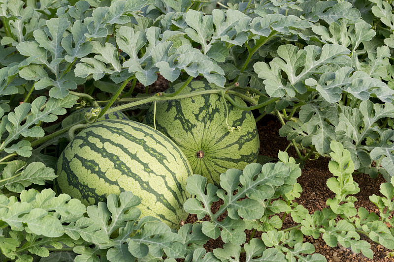 西班牙春季西瓜的收成