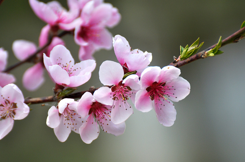 树枝上的桃花