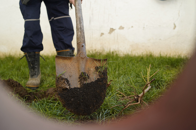 一个成熟的男人在后院种了一棵树