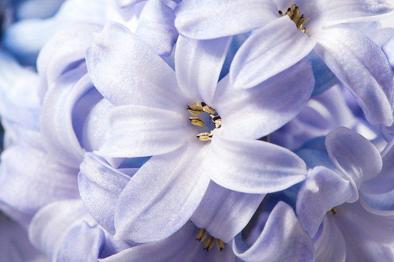 春光风信子花宏