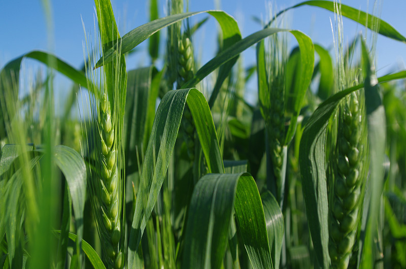 麦田与黑麦特写