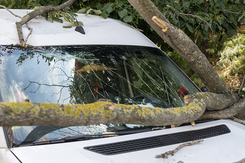 一棵树倒在一辆货车的车顶上