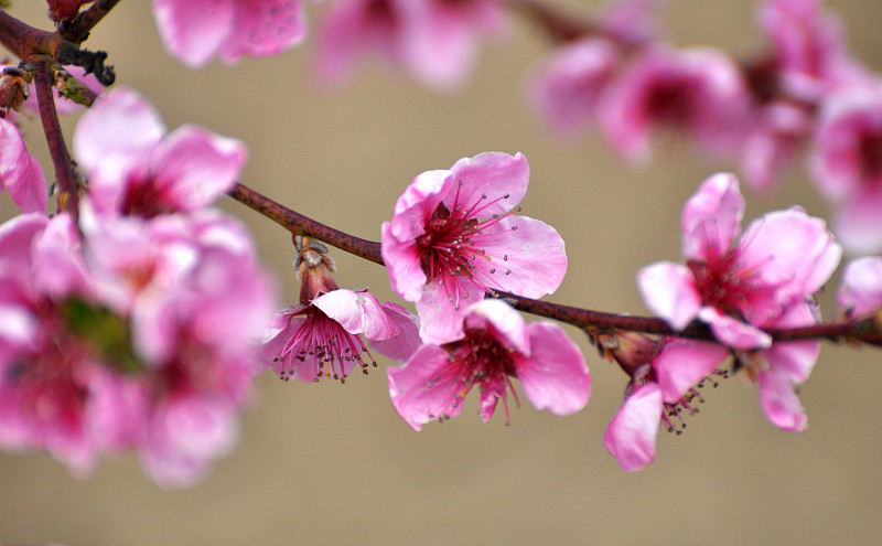 树枝上的桃花