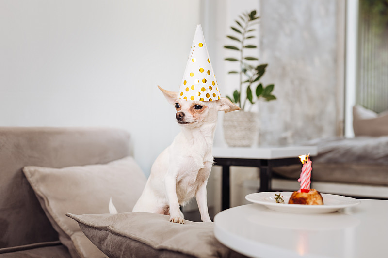 有趣的小狗站在桌子旁边的生日蛋糕
