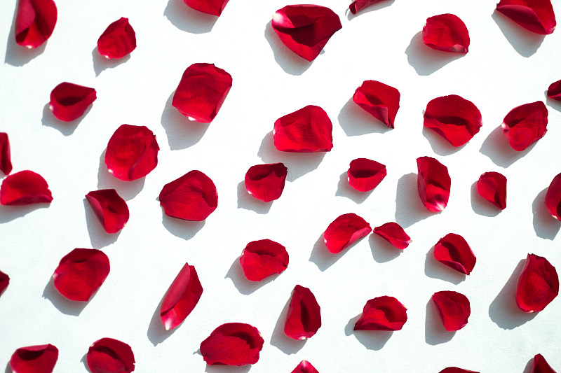 白色背景上红玫瑰的红玫瑰花瓣