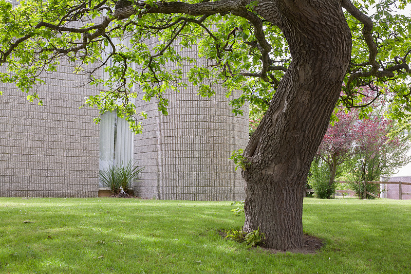 桑迪福德办公楼附近的一棵橡树