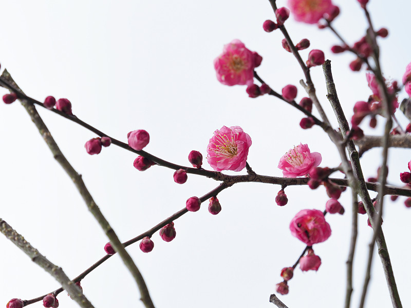 粉色的梅花开花