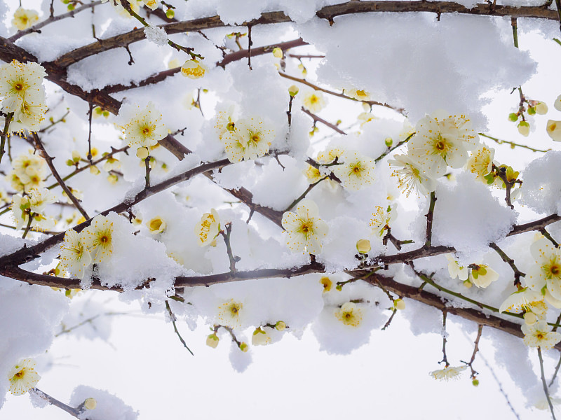 雪冠梅花