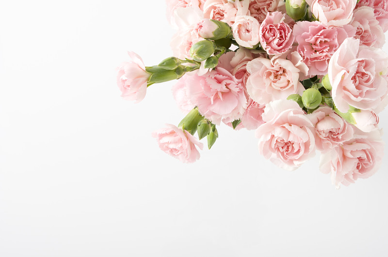 粉红色的康乃馨