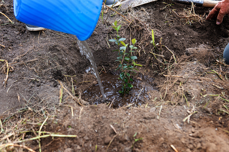 蓝色容器的水浇灌新种植的树