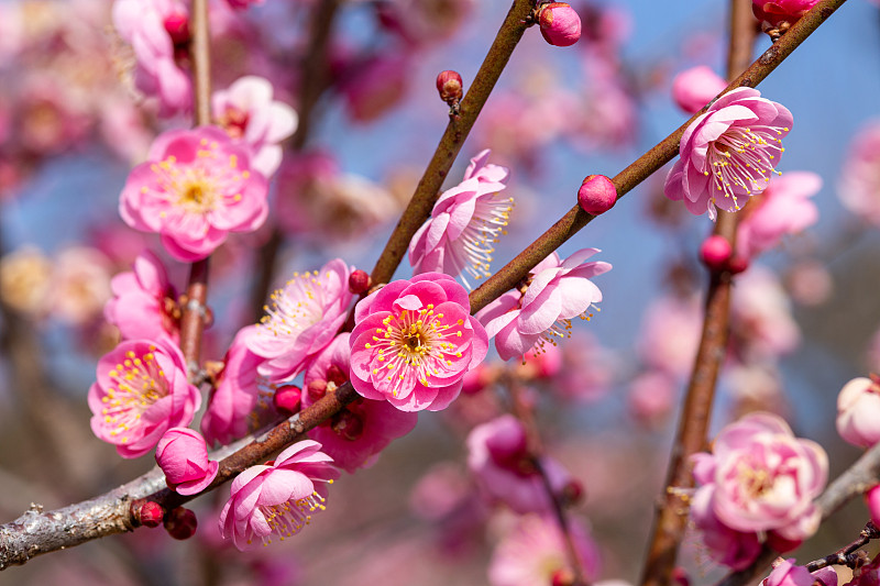 早春森林里盛开的粉红色梅花特写。