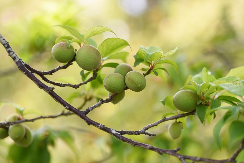梅花的水果。
