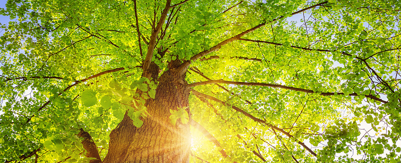 古老的巨大菩提树，新鲜的小叶子。