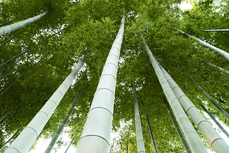越来越多的竹子