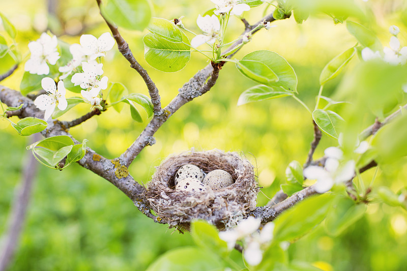 室外鸟巢中的蛋