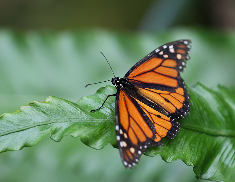 黑脉金斑蝶坐在绿叶上