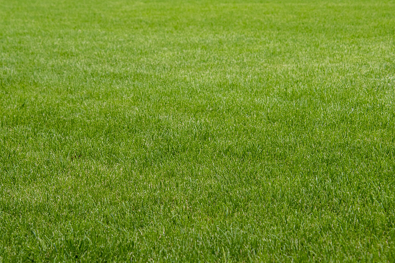 运动场或后院的完美绿草