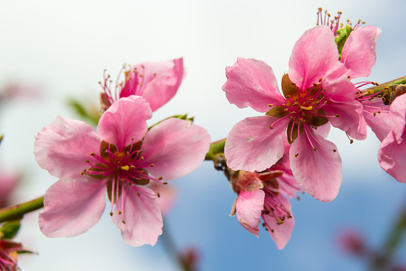 粉红色的桃花盛开在桃树在蓝天背景，选择性聚焦