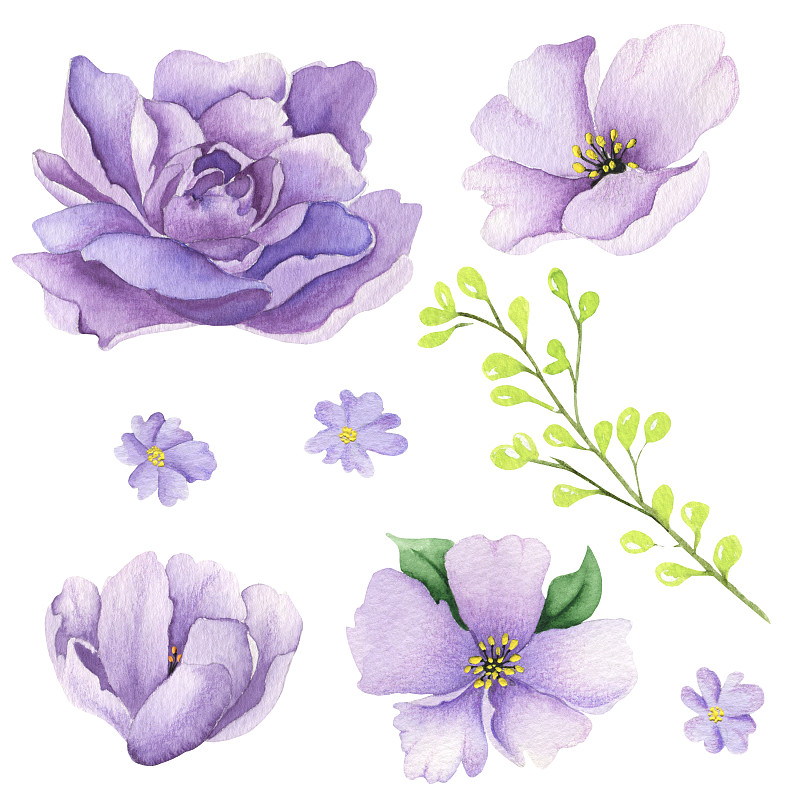 一套水彩紫色玫瑰和叶子。水彩不同的紫罗兰花和叶子