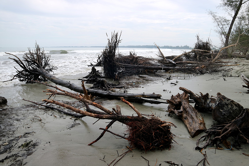由于磨损而倒下的树木