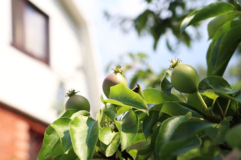 花园里的小梨子