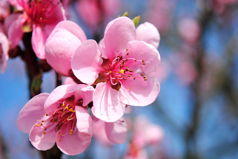桃树在春天开出粉红色的花