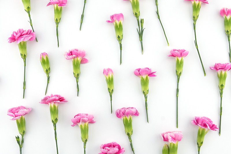 粉红色的康乃馨花图案在白色的背景