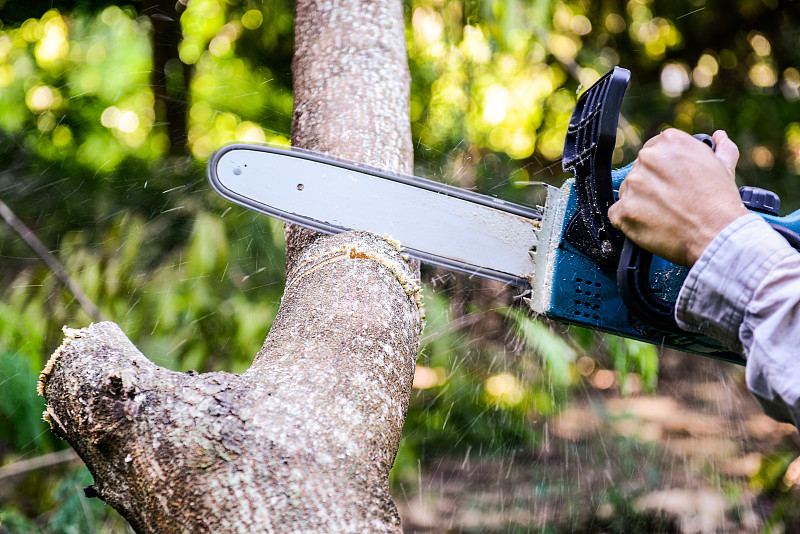 电锯锯树。