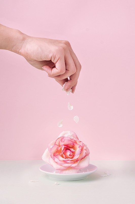 手把玫瑰花瓣倒在浅粉色背景的盘子里。超现实主义的最小概念。