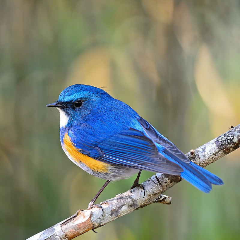 男性喜马拉雅的去向